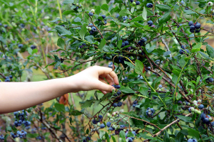 Picking commonly foraged plants