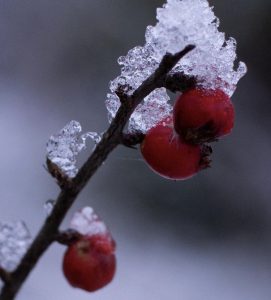 Hawthorn Berry in Cornwall in January